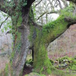 Chêne centenaire, Pays basque - Ur eta Lur, Canyoning, Spéléo et Randonnée